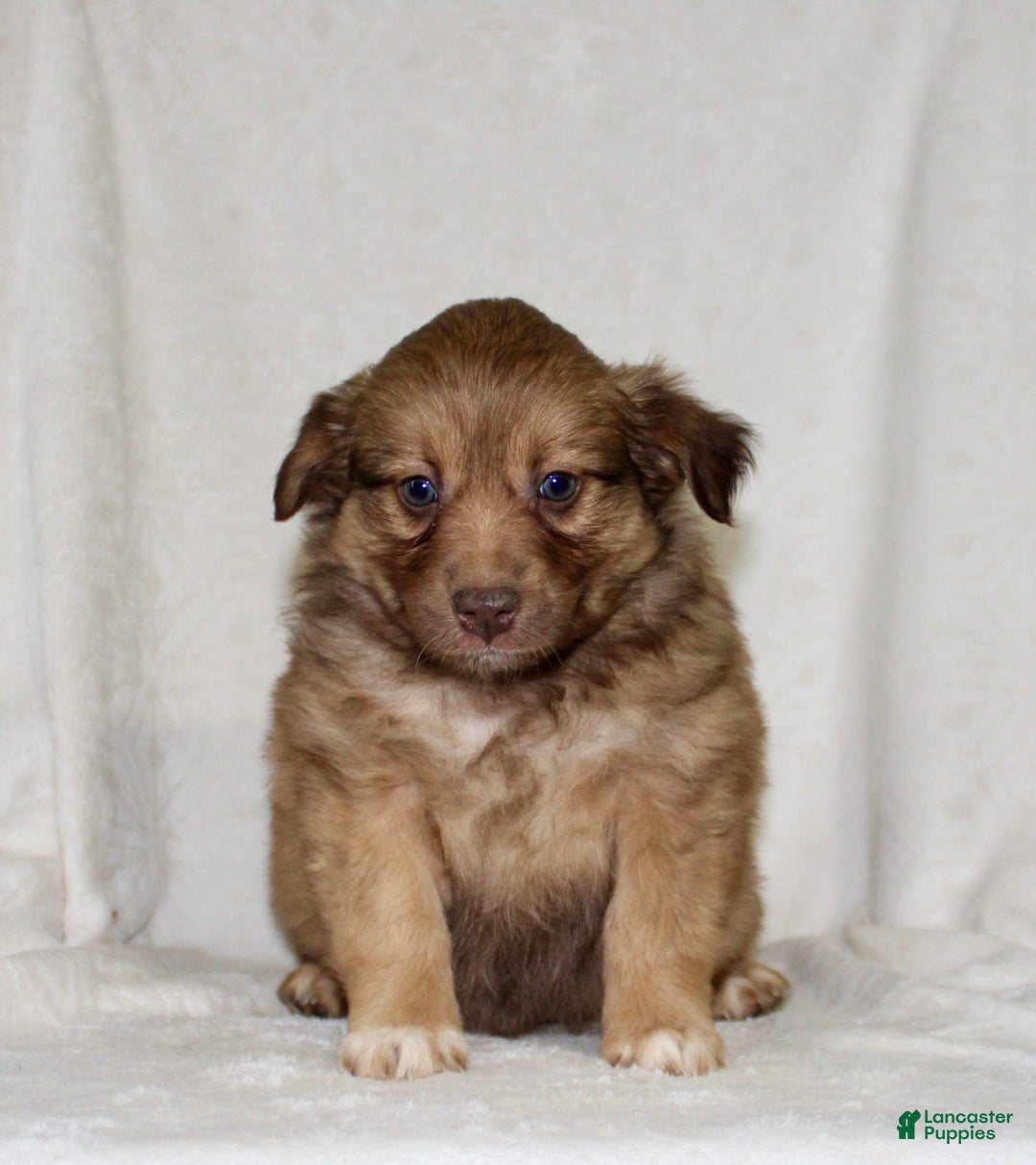 Australian Shepherd dogs for sale: Sandra - Image 2