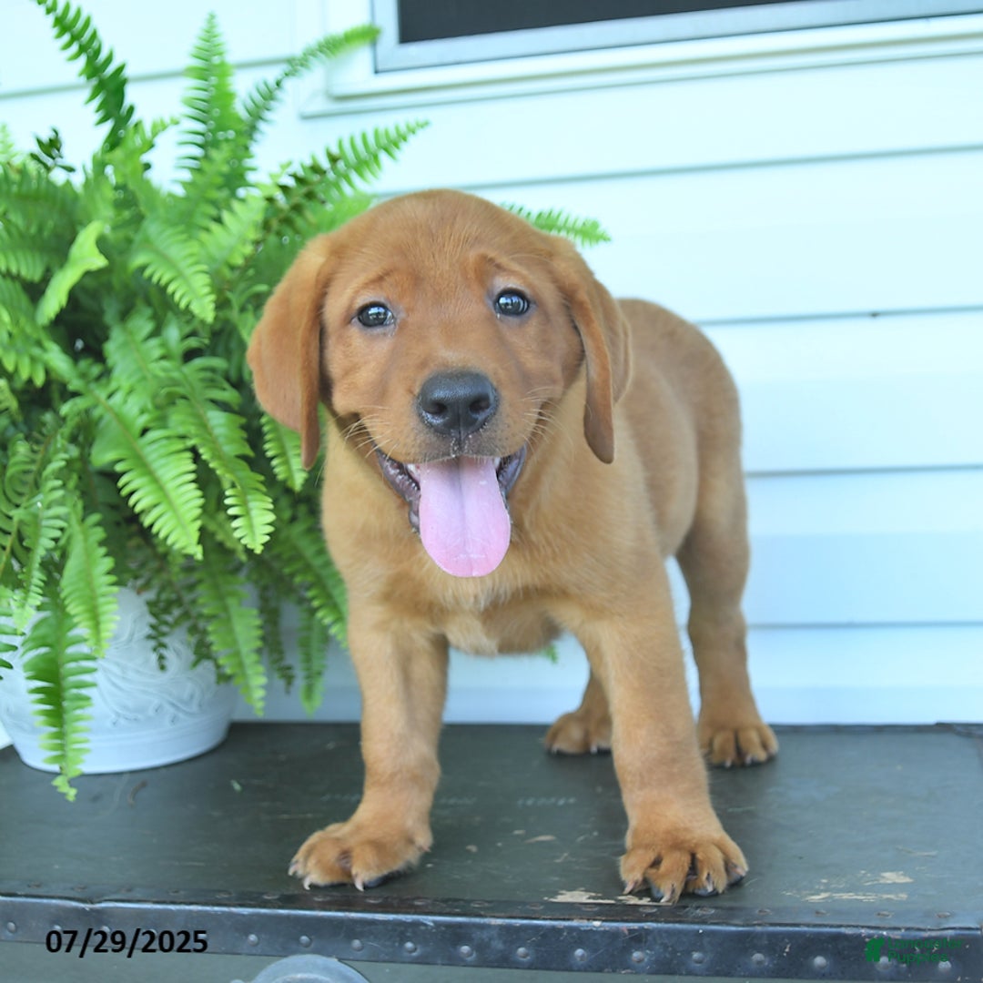 Labrador Retriever dogs for sale: Yeller - Image 4