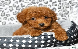 Cavapoo dogs for sale: Felicia - Image 8