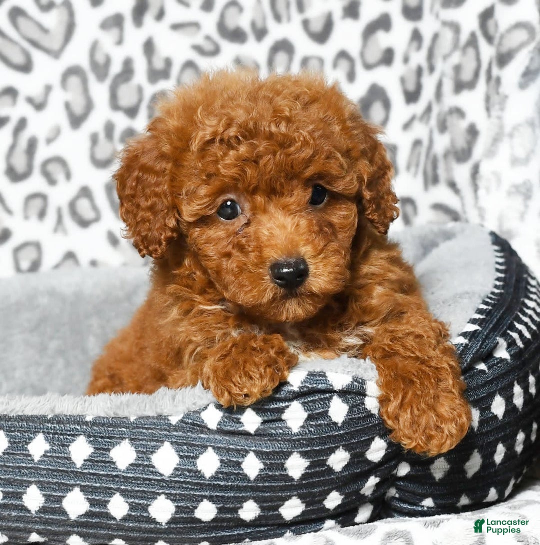 Cavapoo dogs for sale: Felicia - Image 8