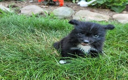 Pomeranian dogs for sale: Oreo - Image 9