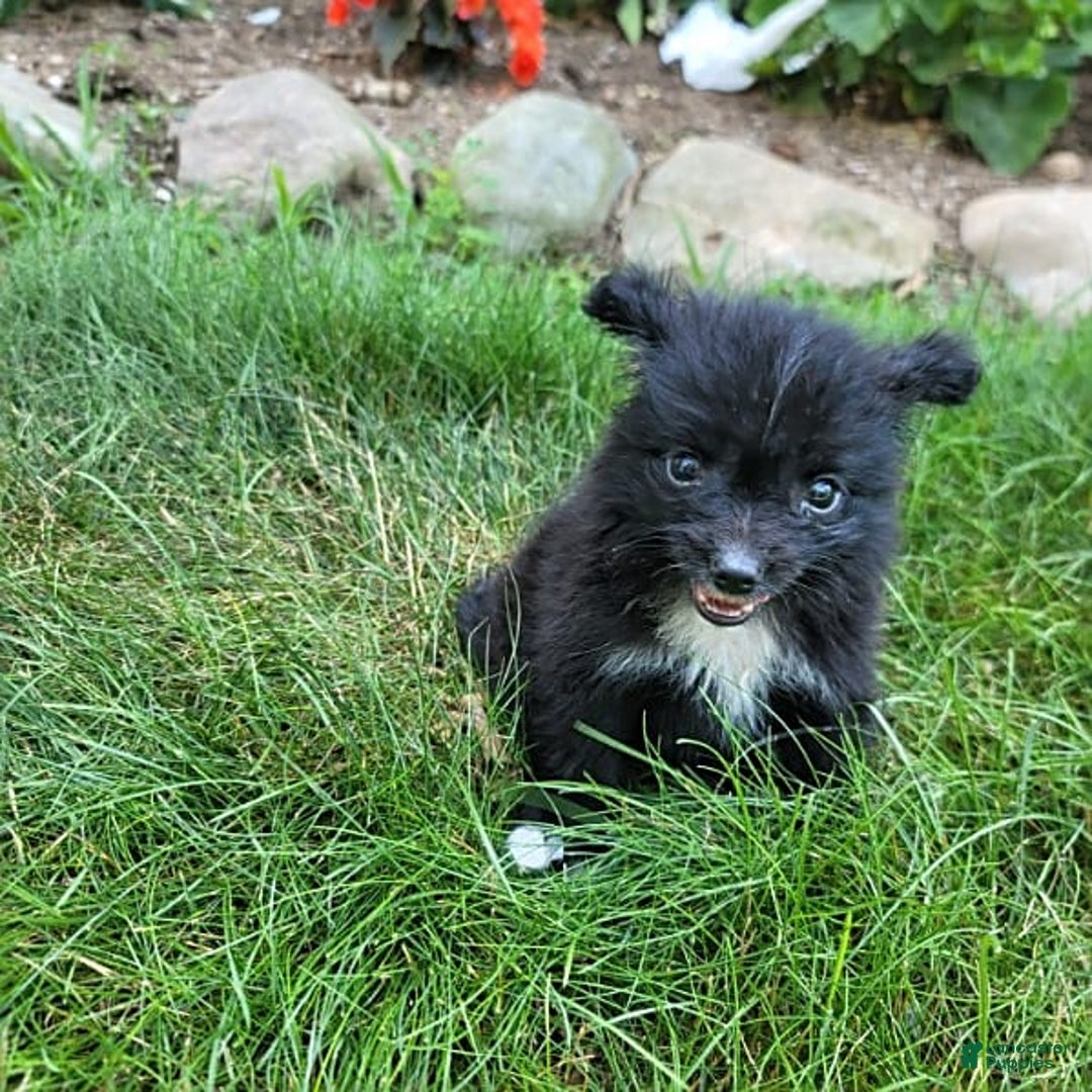Pomeranian dogs for sale: Oreo - Image 9