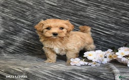 Maltipoo dogs for sale: Tiny - Image 4