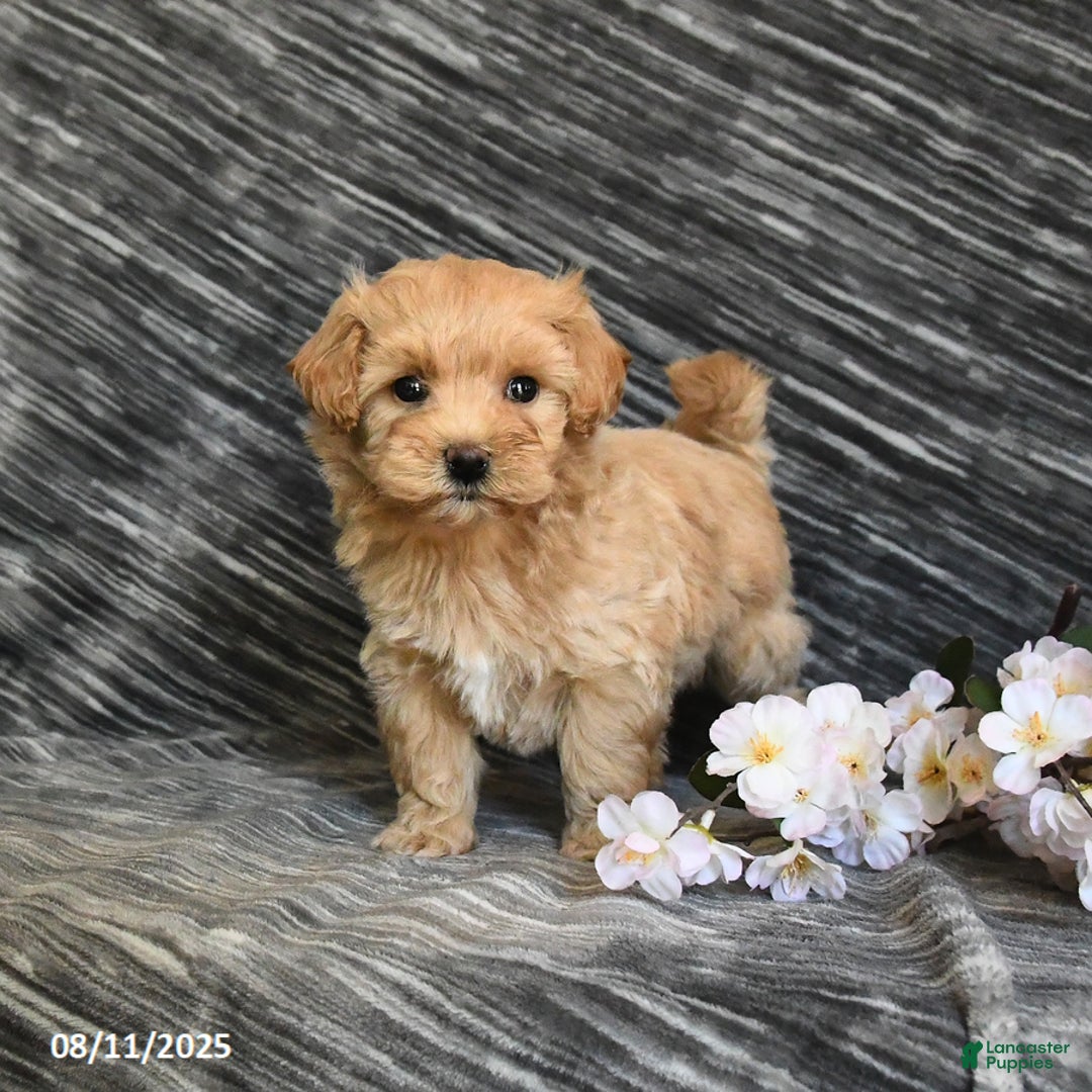 Maltipoo dogs for sale: Tiny - Image 4