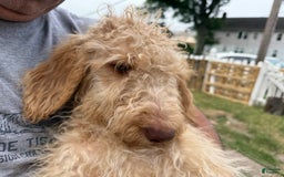 Goldendoodle dogs for sale: Luna - Image 10