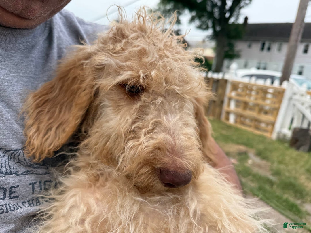 Goldendoodle dogs for sale: Luna - Image 10