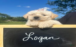 Yochon dogs for sale: Logan - Image 6