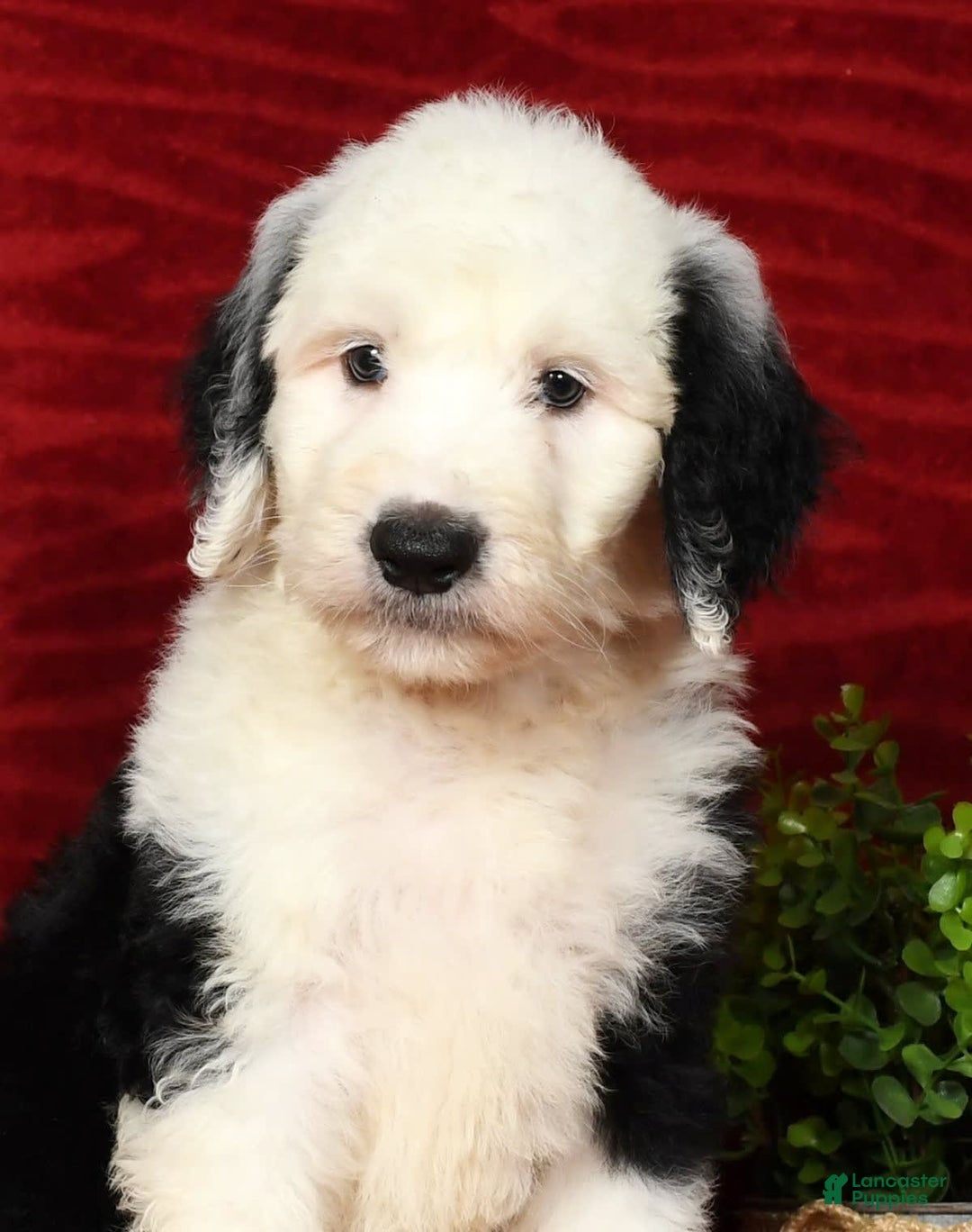 Sheepadoodle dogs for sale: Benji - Image 2