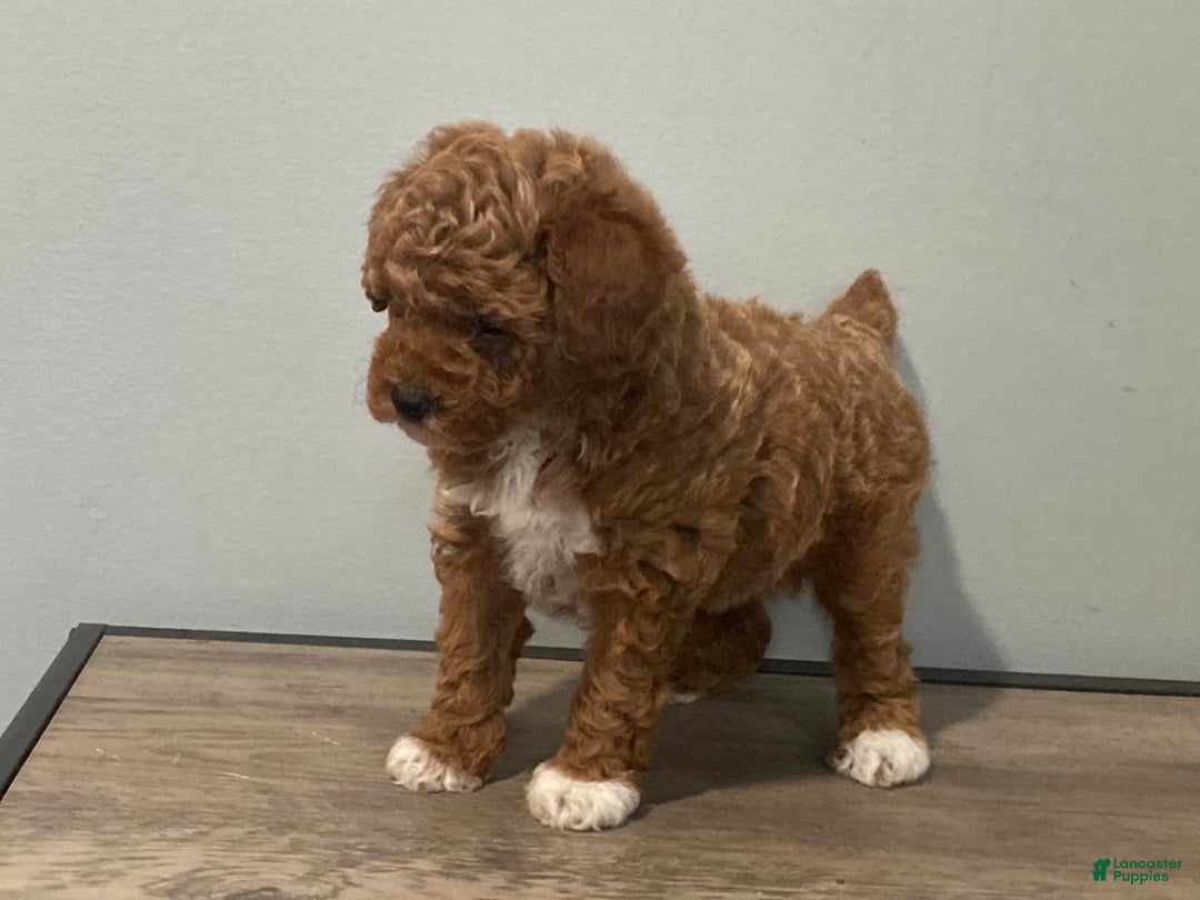 Toy Poodle dogs for sale: Cookie - Image 3