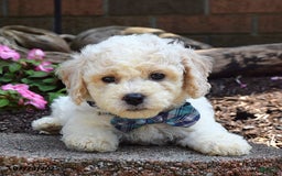 Bichpoo dogs for sale: Paxton - Image 6