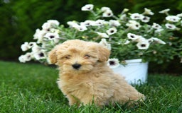 Mini Goldendoodle dogs for sale: Lexi - Image 3