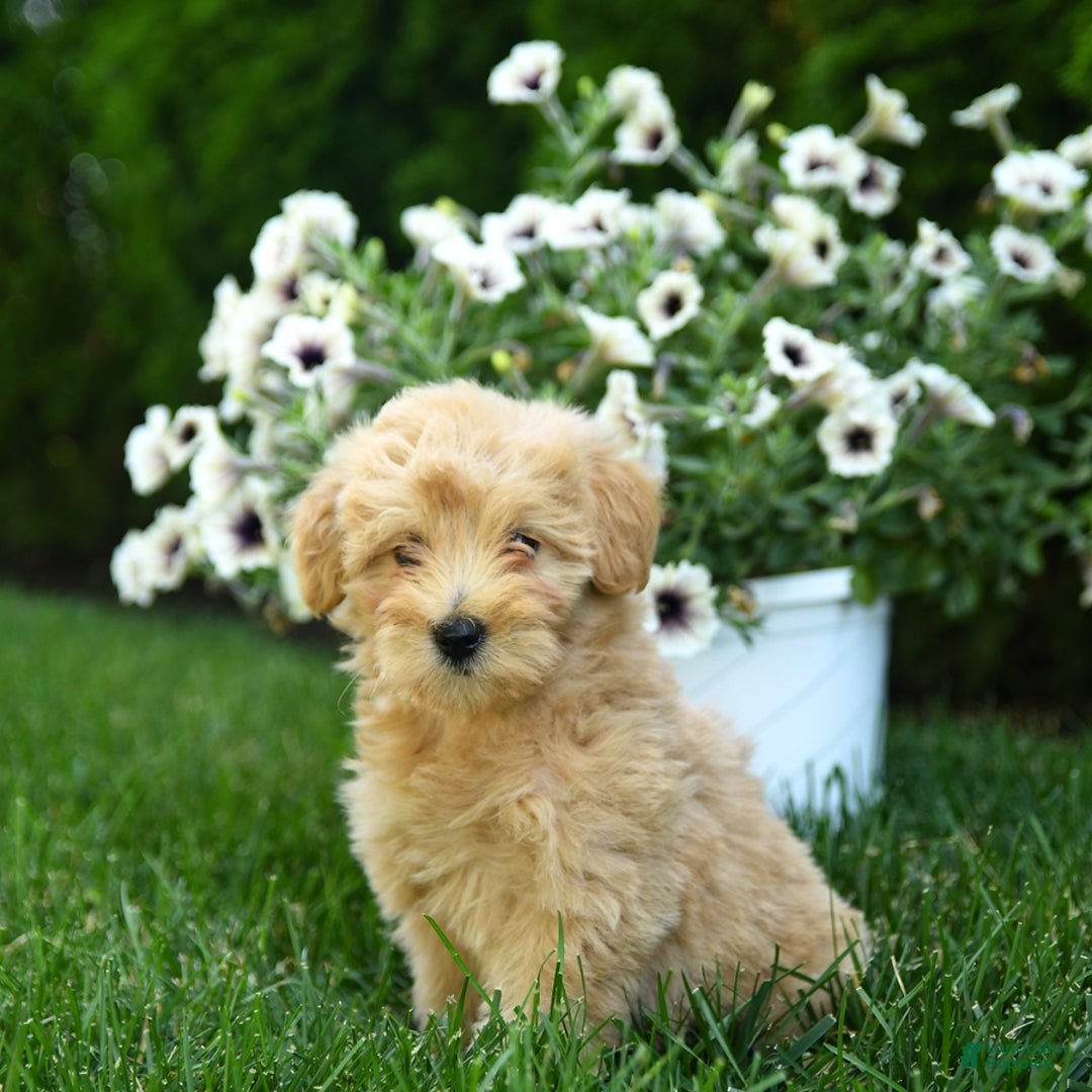 Mini Goldendoodle dogs for sale: Lexi - Image 3