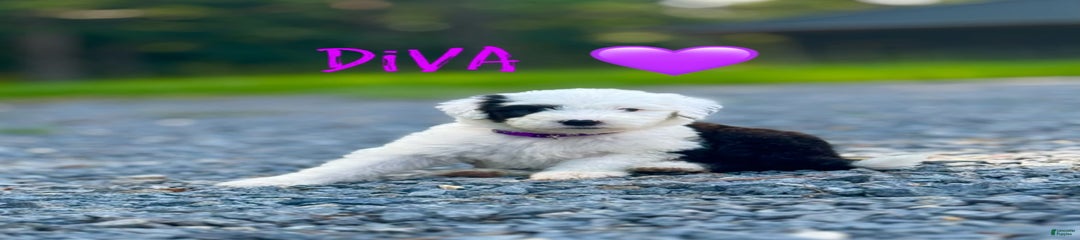 Diva