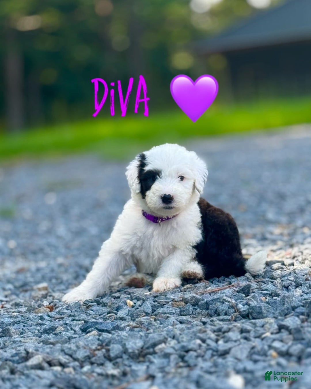 Old English Sheepdog dogs for sale: Diva - Image 1
