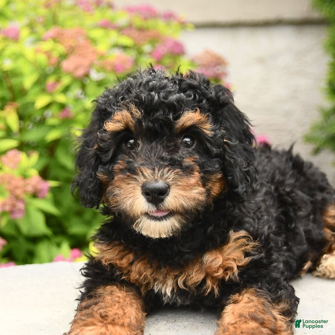 Miniature Poodle dogs for sale: Loura - Image 8