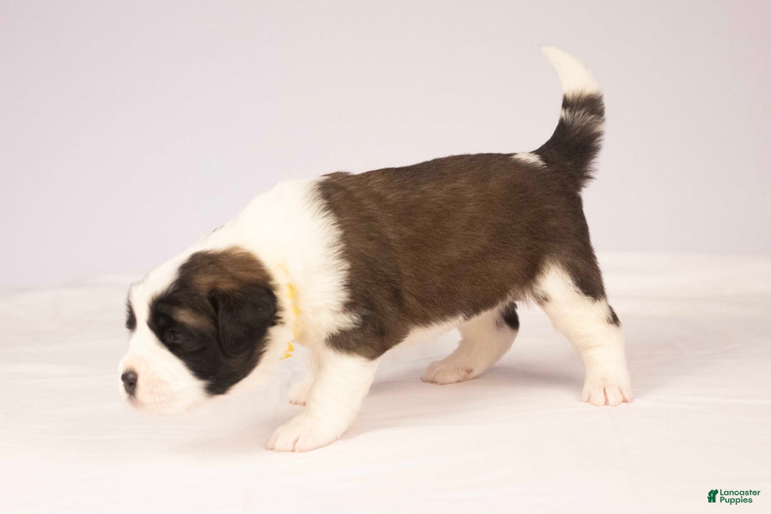 Saint Bernard dogs for sale: Holly - Image 11