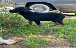 Great Dane dogs for sale: Stella - Image 3