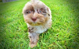 Havapoo dogs for sale: Darling - Image 12