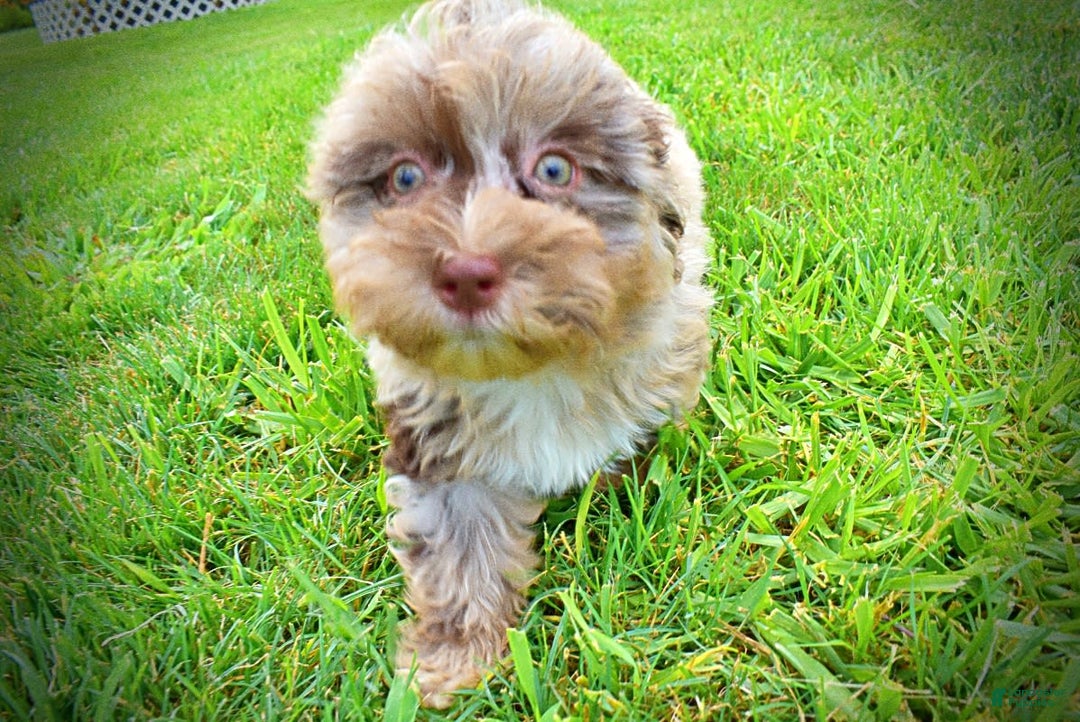 Havapoo dogs for sale: Darling - Image 12