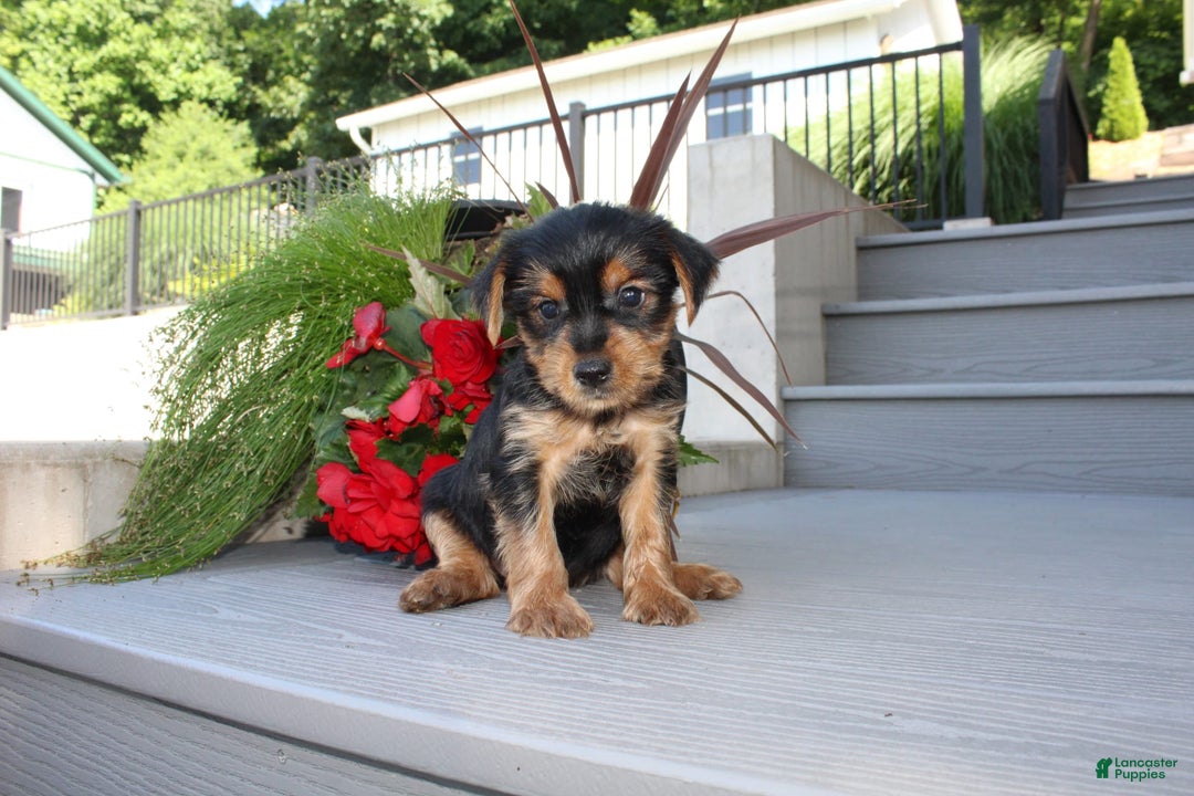 Yorkshire Terrier dogs for sale: Tucker - Image 4