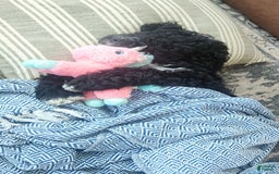 Bernedoodle dogs for sale: Denver - Image 2