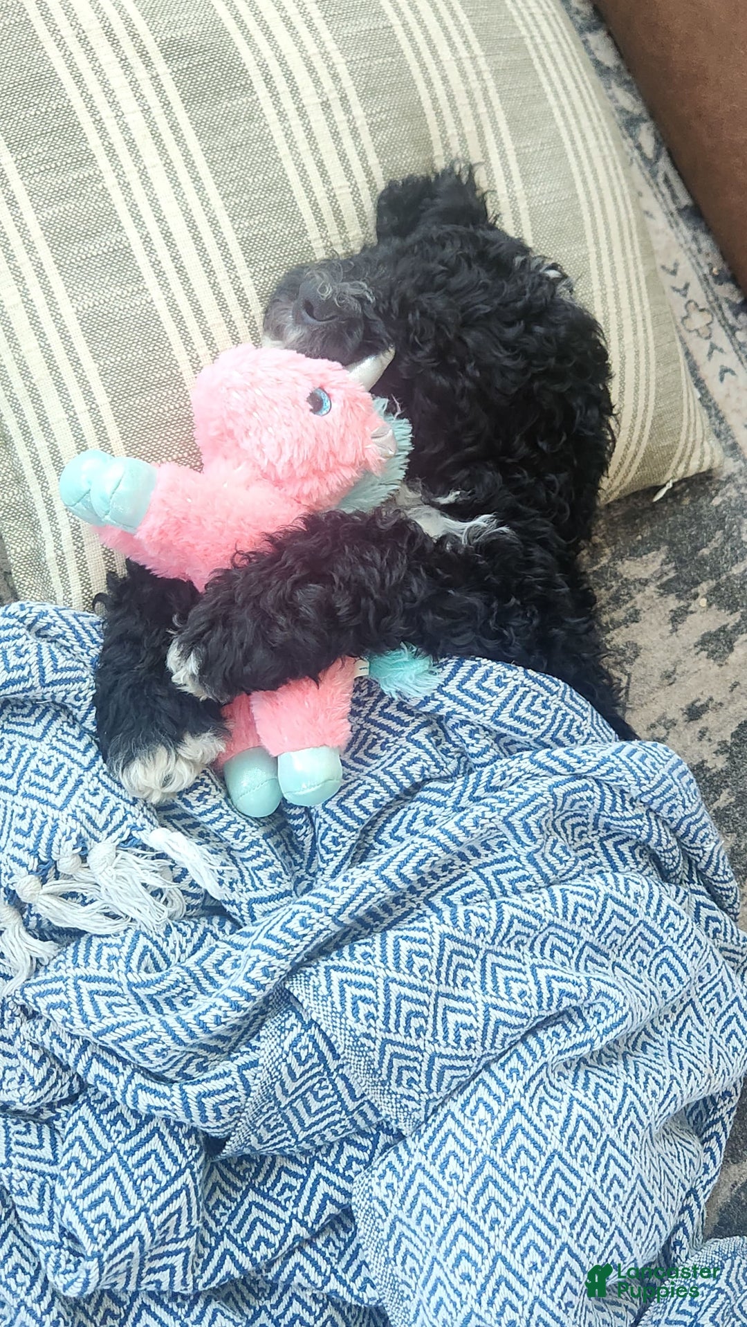 Bernedoodle dogs for sale: Denver - Image 2