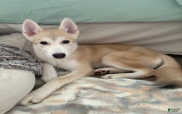 categoriesInfo:categoryAttributeOptions.pets.dogs.breed.akita dogs for sale: Champ - Image 4