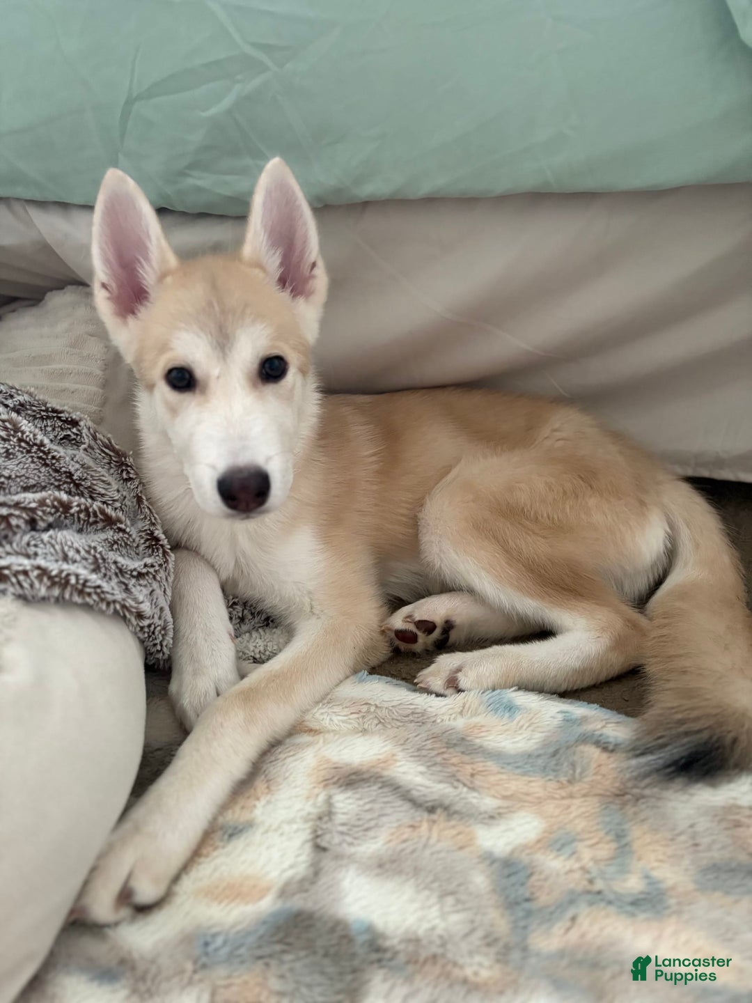 categoriesInfo:categoryAttributeOptions.pets.dogs.breed.akita dogs for sale: Champ - Image 4