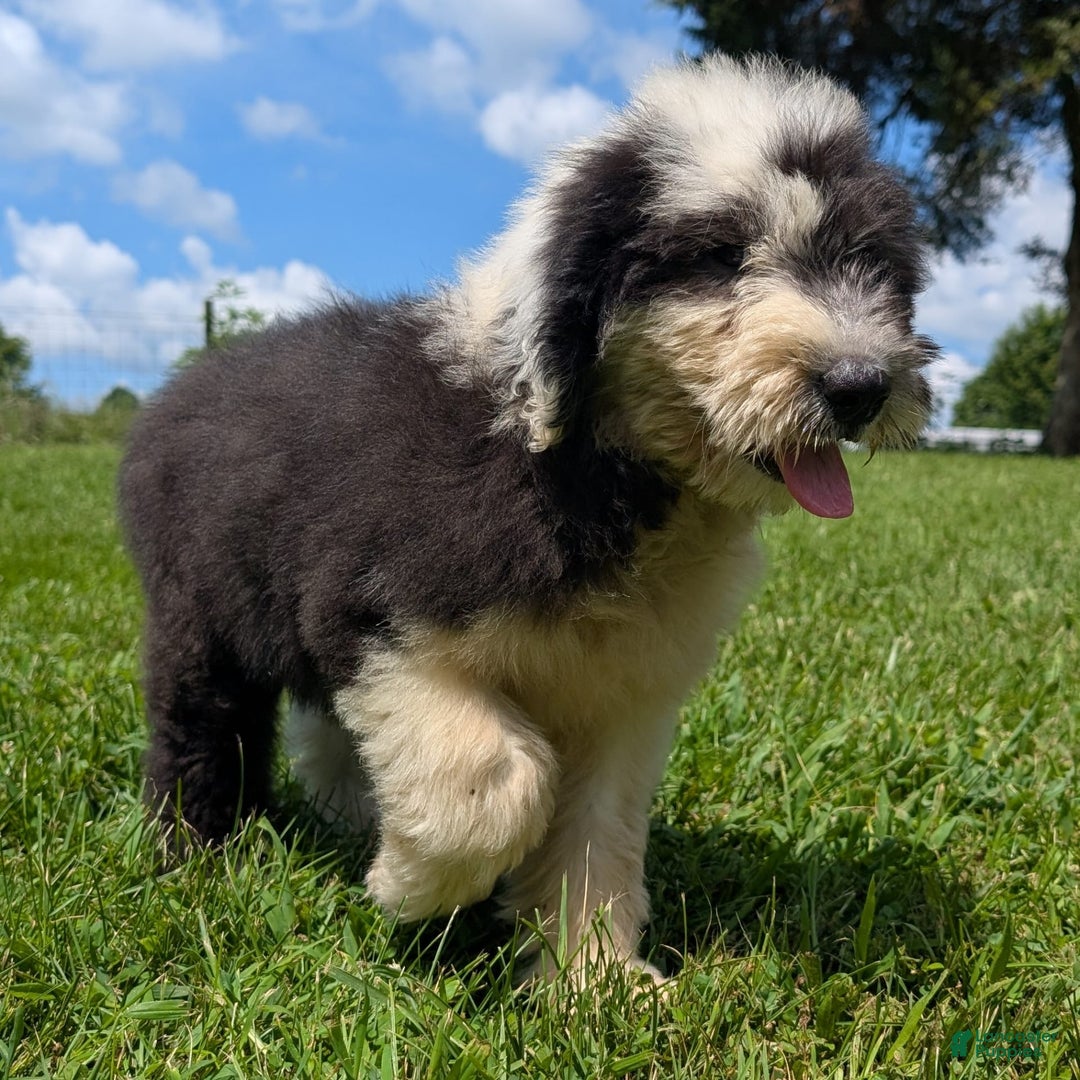 Old English Sheepdog dogs for sale: Flurry - Image 15