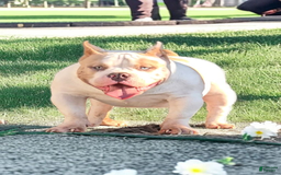 American Bully dogs for stud: T-REX - Image 2