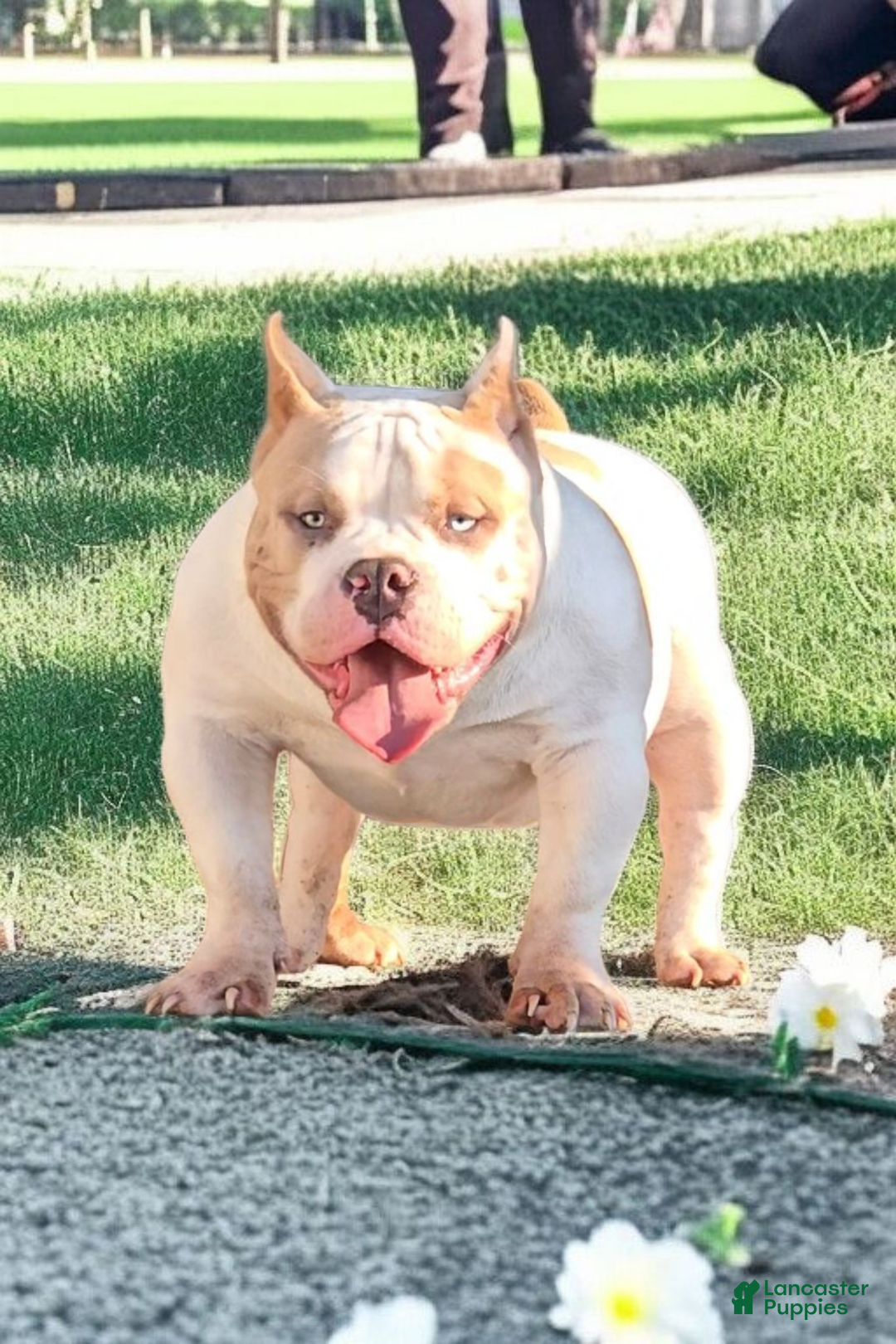 American Bully dogs for stud: T-REX - Image 2