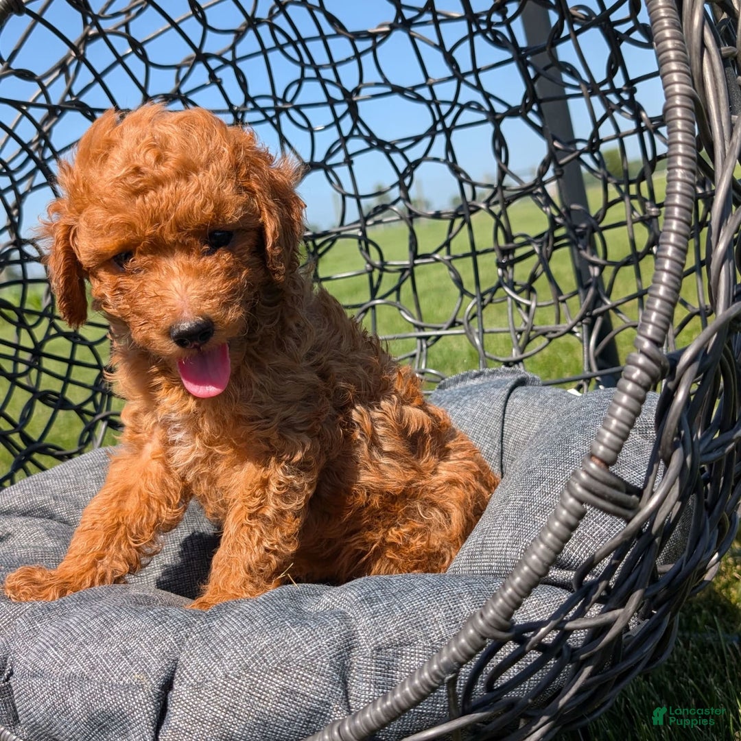 Toy Poodle dogs for sale: Quinten - Image 6