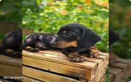 Dachshund dogs for sale: Maverick - Image 3