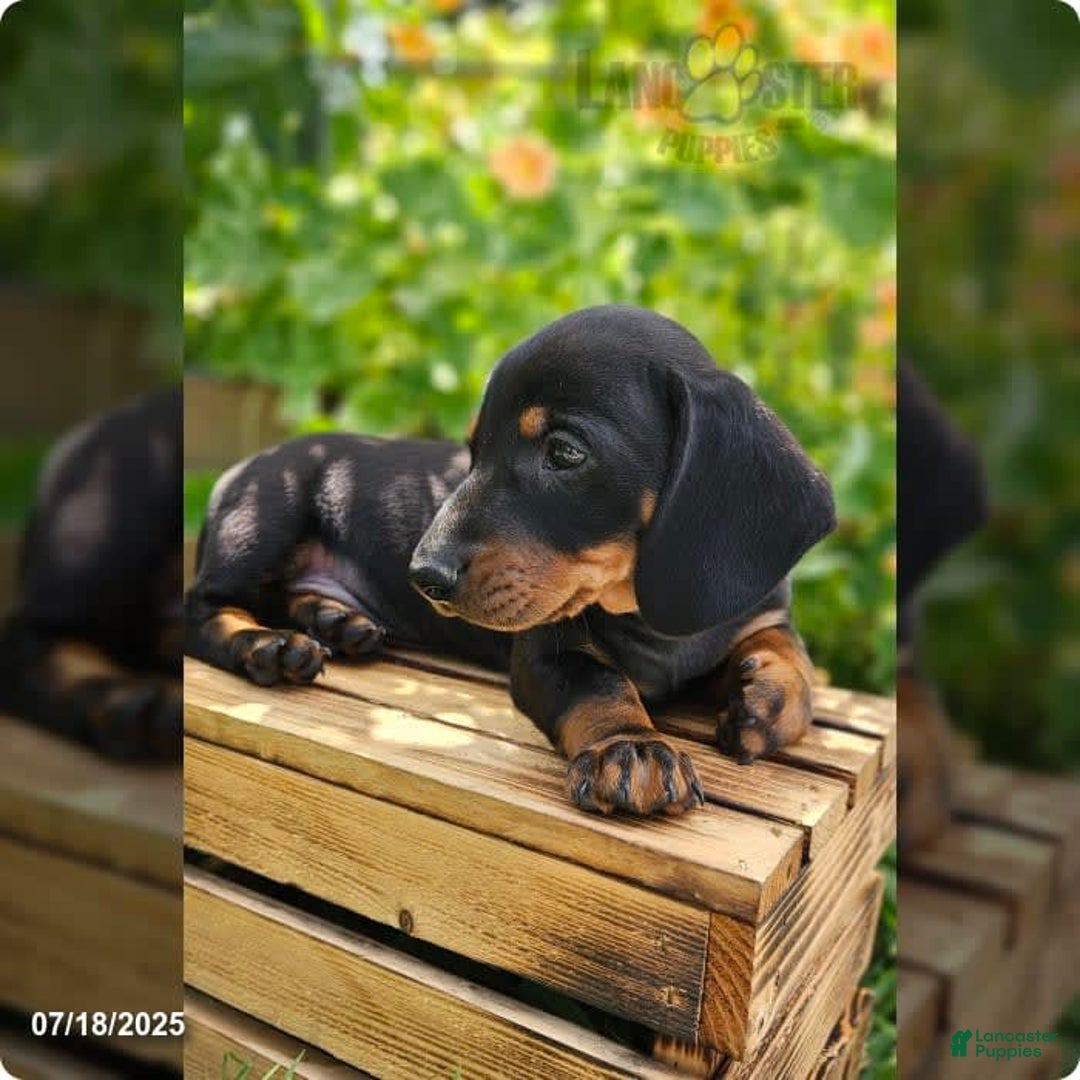 Dachshund dogs for sale: Maverick - Image 3