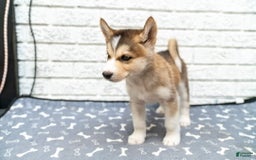 Alaskan Malamute dogs for sale: Sanji - Image 7