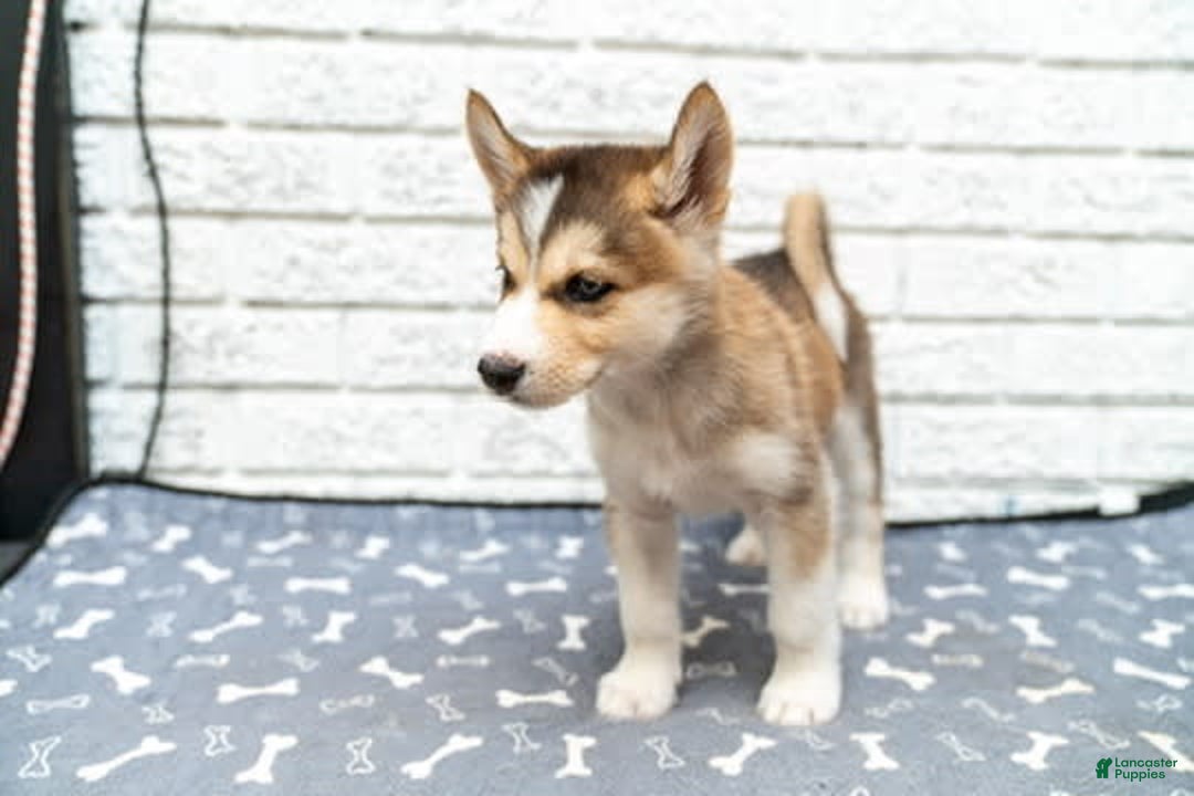Alaskan Malamute dogs for sale: Sanji - Image 7