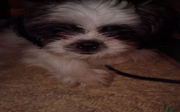 Shih Tzu dogs for sale: Flower - Image 3