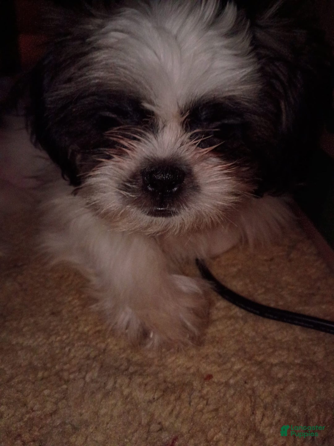 Shih Tzu dogs for sale: Flower - Image 3