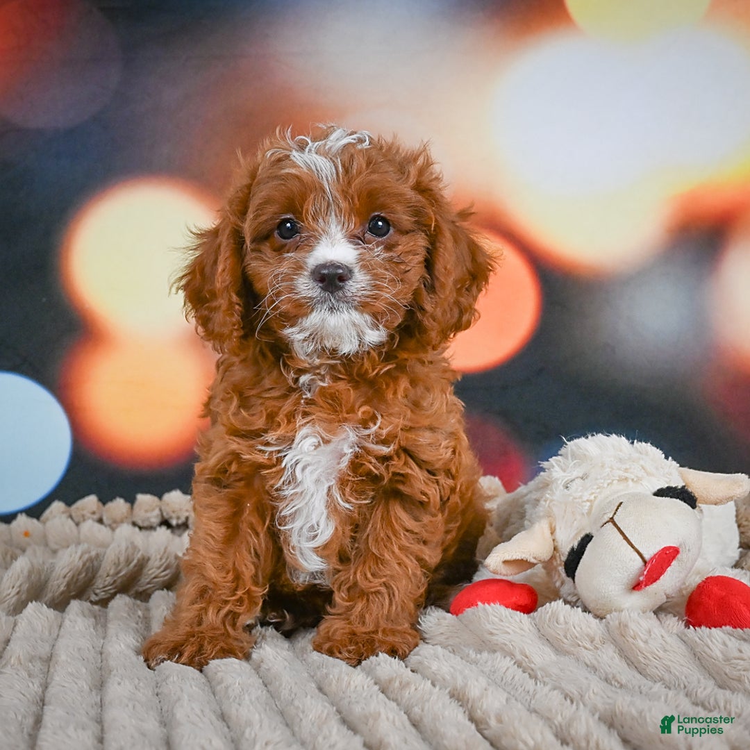 Cavapoo dogs for sale: Hank - Image 1