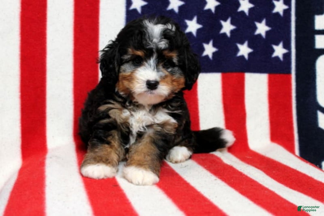 Mini Bernedoodle dogs for sale: William - Image 3