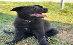 German Shepherd dogs for sale: Pink - Image 1