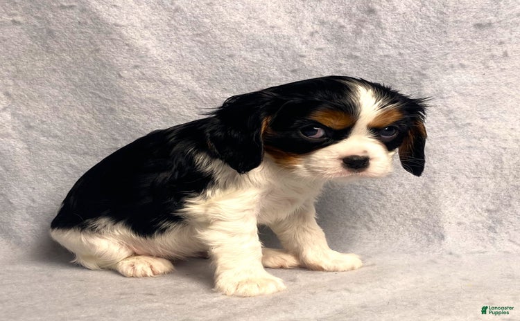 Cavalier King Charles Spaniel dogs for sale - Ad 5