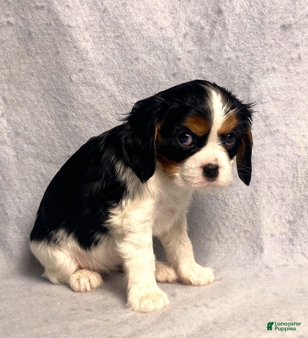 Cavalier King Charles Spaniel dogs for sale: Abby - Image 1