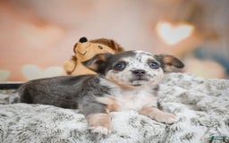 Chihuahua dogs for sale: Callie - Image 7