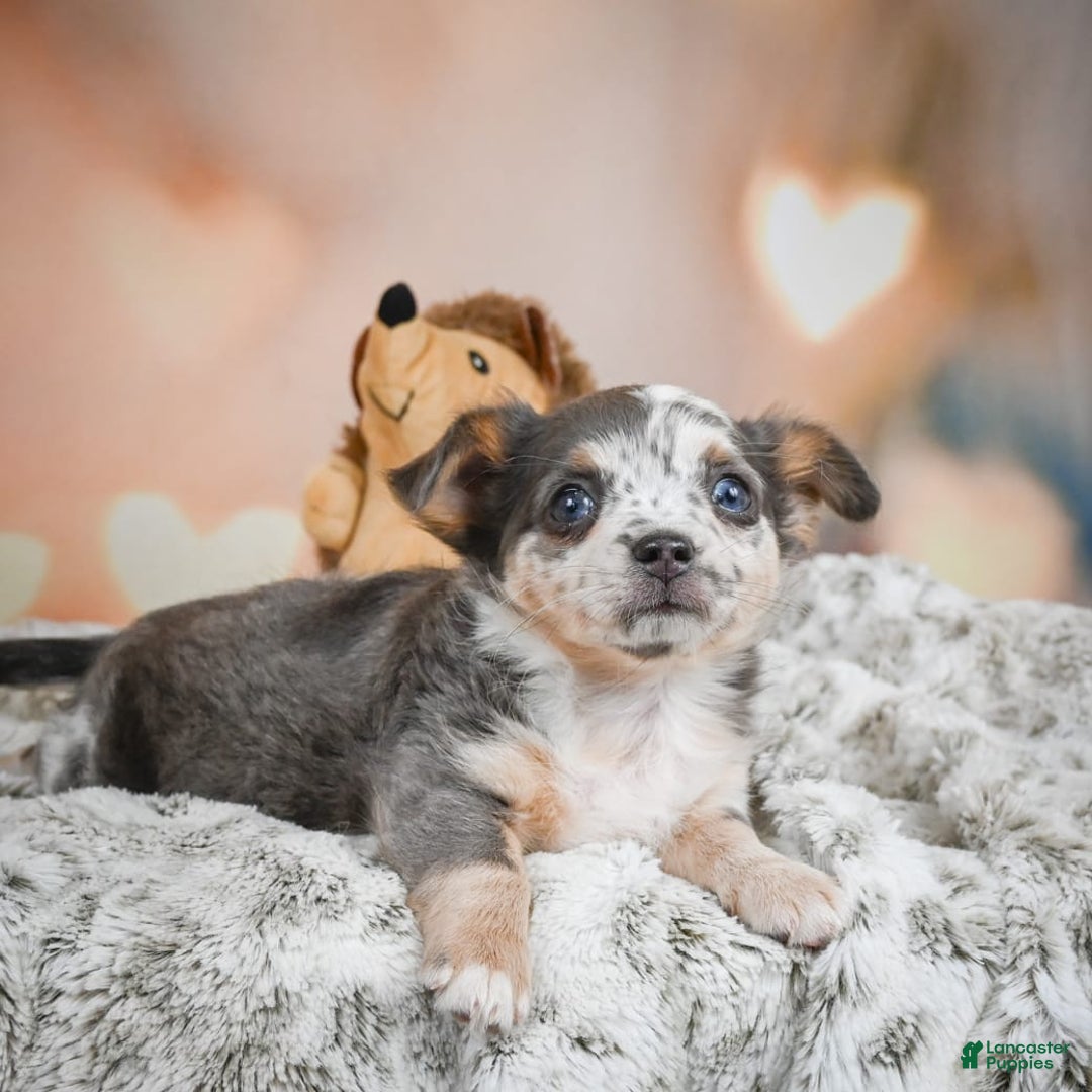 Chihuahua dogs for sale: Callie - Image 7