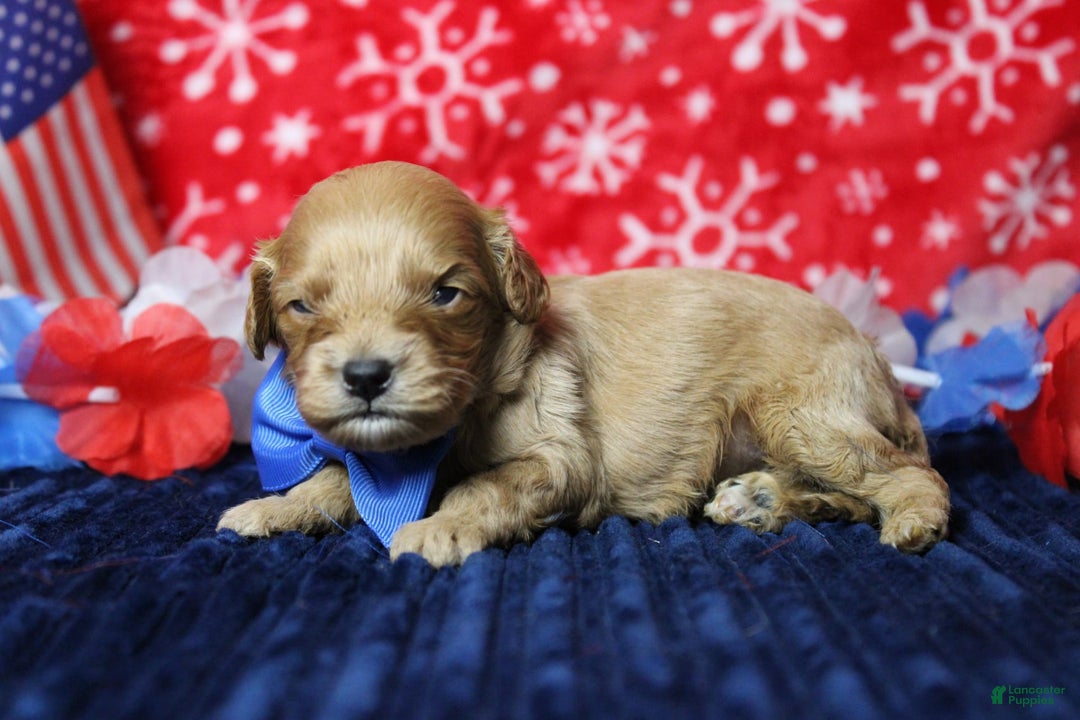 Cavapoo dogs for sale: Phoenix - Image 21