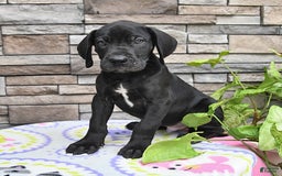 Great Dane dogs for sale: Midnight - Image 8