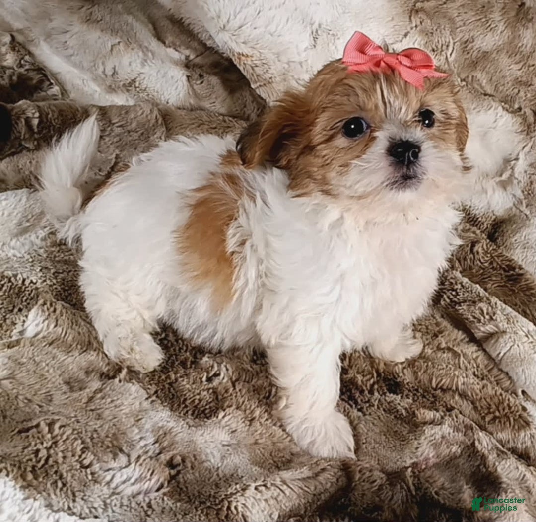 Teddy Bear dogs for sale: Tonya - Image 3