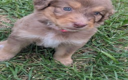 Newfypoo dogs for sale: Light Pink Girl - Image 3