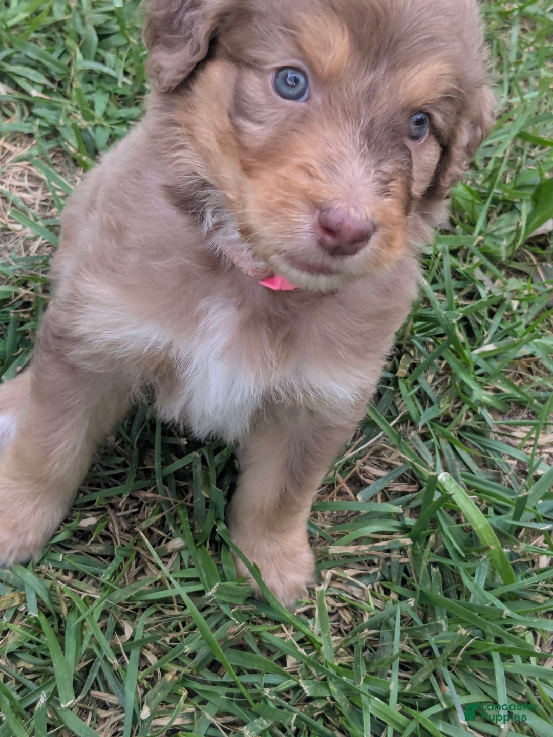 Newfypoo dogs for sale: Light Pink Girl - Image 3